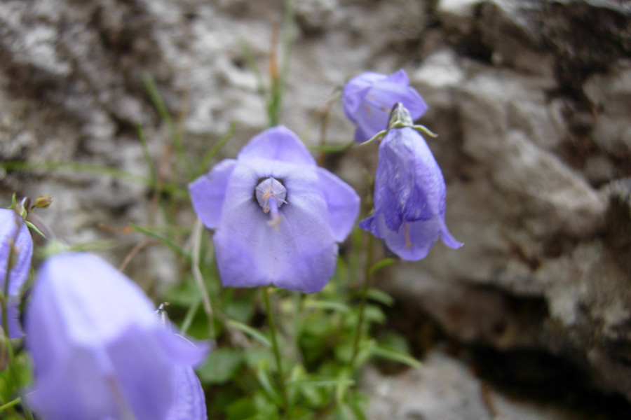 Campanula cochleariifolia e Campanula patula